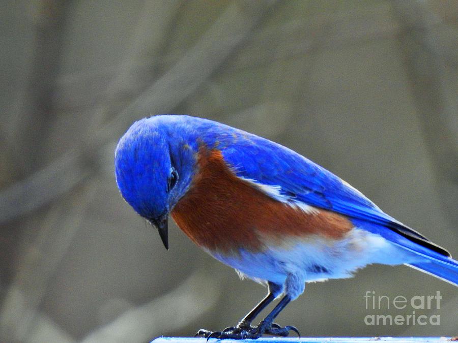 Male Bluebird Bows Photograph by Eunice Miller