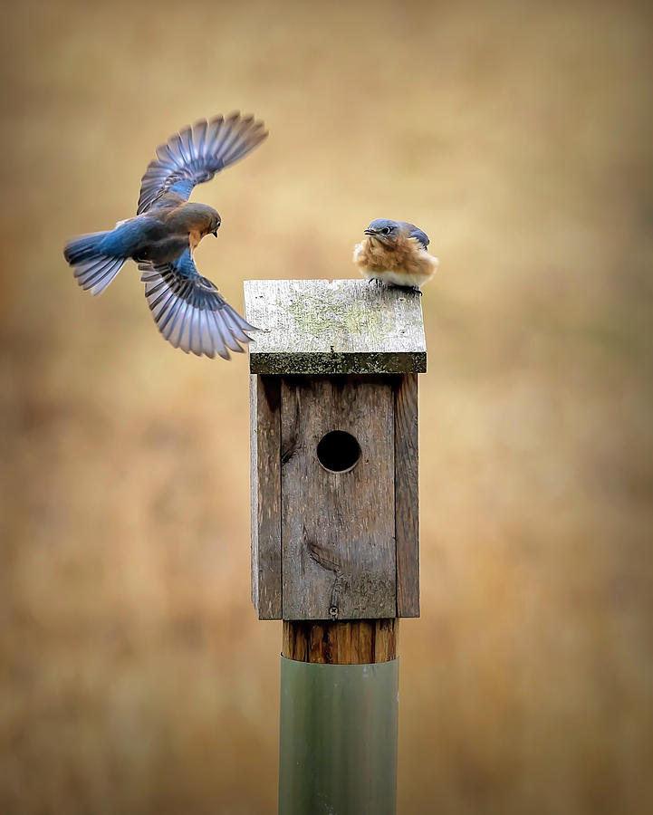 Male Bluebird Flies Home Photograph by Deborah Penland