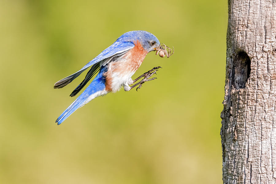 Male Bluebird In Flight Photograph by Susan Candelario