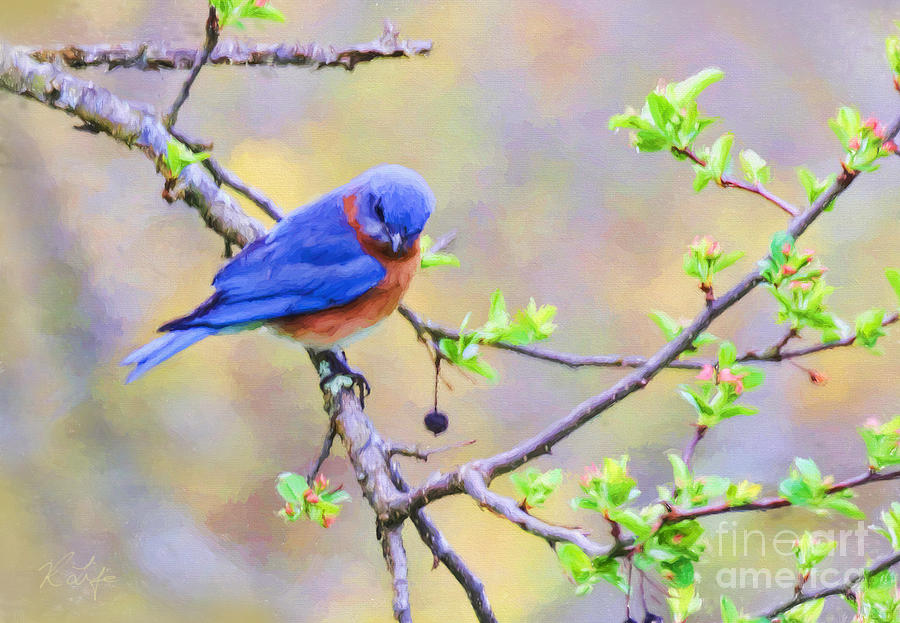 Nature Photograph - Male Bluebird by Rosanna Life
