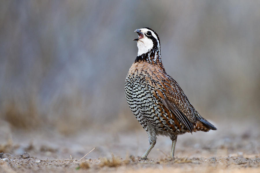 Male bobwhite quail calling Photograph by Jeremy Woodhouse