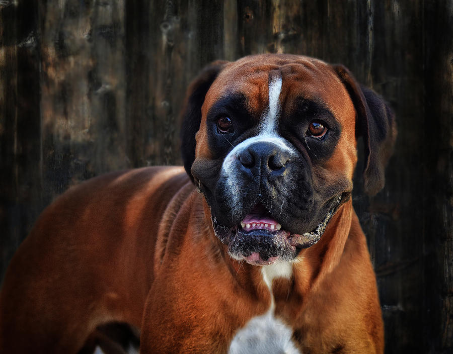 male boxer dogs