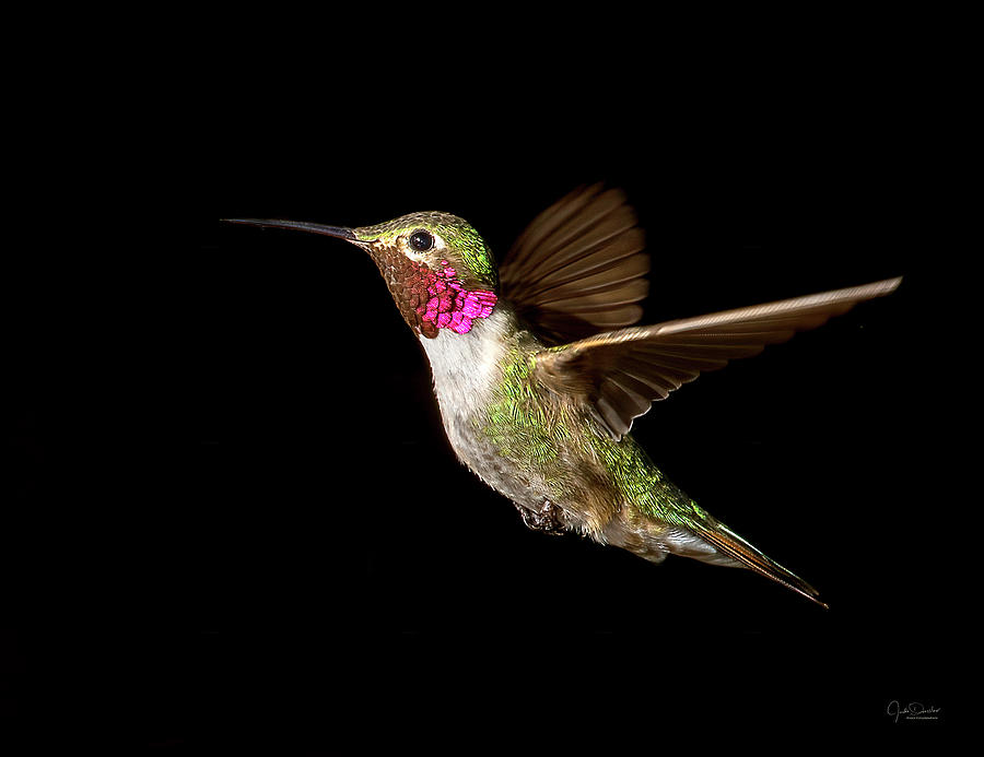 Male Broad-tailed Hummingbird Photograph by Judi Dressler