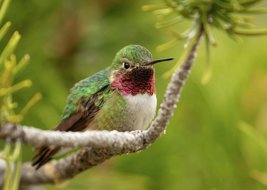 Male Broad-tailed Hummingbird Photograph by Vicki Stansbury
