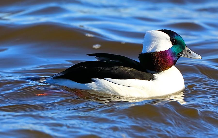 Male Bufflehead Duck Photograph by Bewokephotography Krob Pixels
