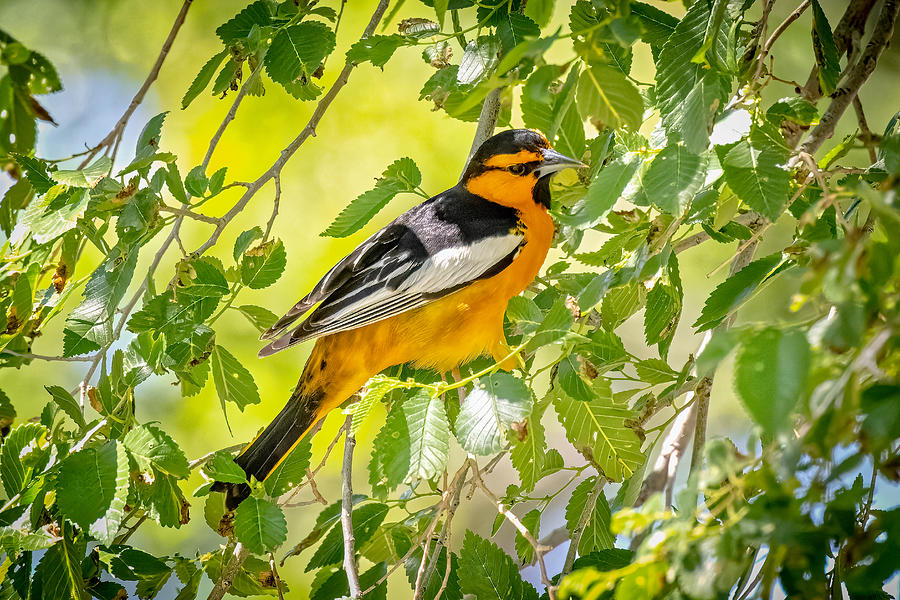 Male Bullocks Oriole Photograph by Fred J Lord