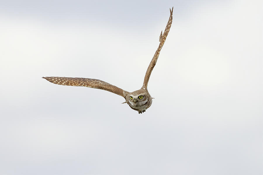 Male Burrowing Owl In Flight Photograph by Tony Hake