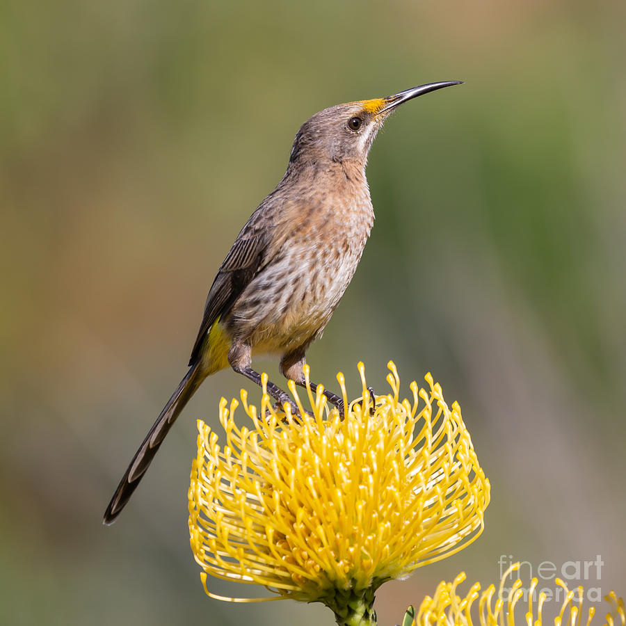 Male Cape Sugarbird Photograph by Eva Lechner
