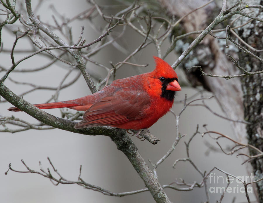 Male Cardinal 2 Photograph by Douglas Stucky