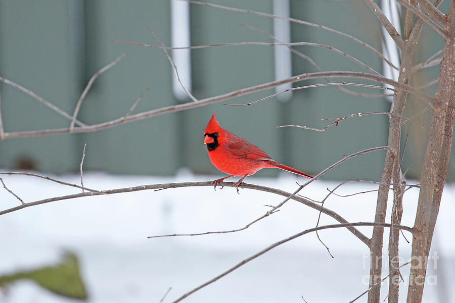 Male Cardinal 4610 Photograph by Jack Schultz