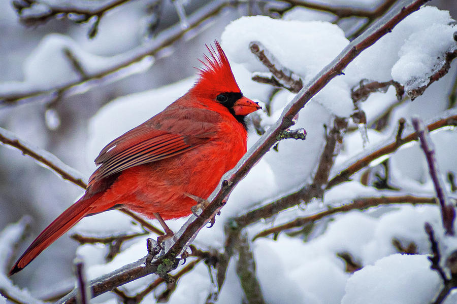 Male northern cardinal #4 Photograph by Amy Scouten - Fine Art America