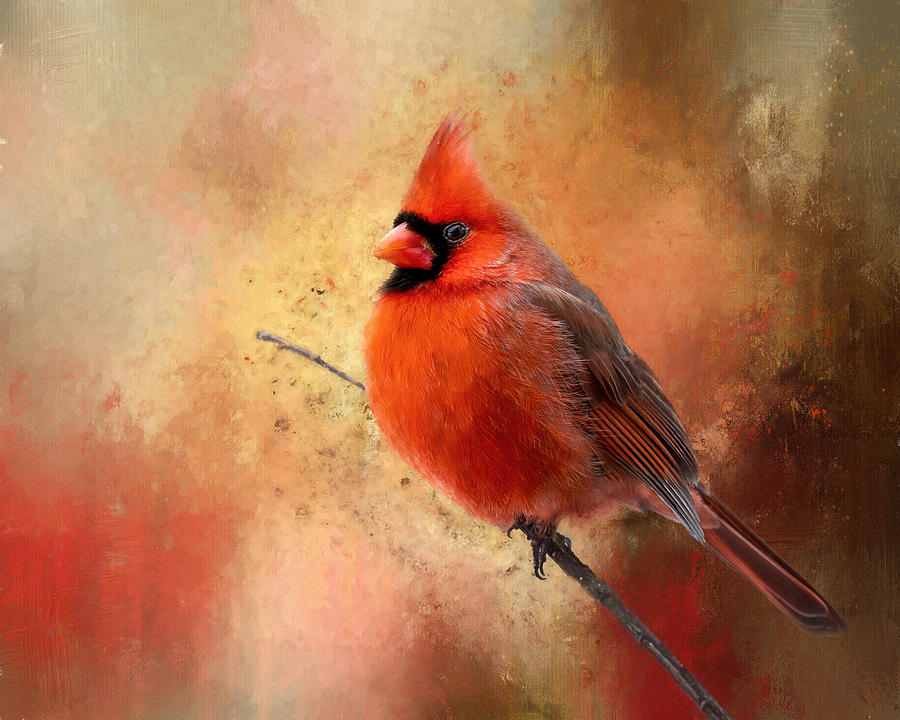 Male Cardinal Artistry Photograph by Deborah Penland