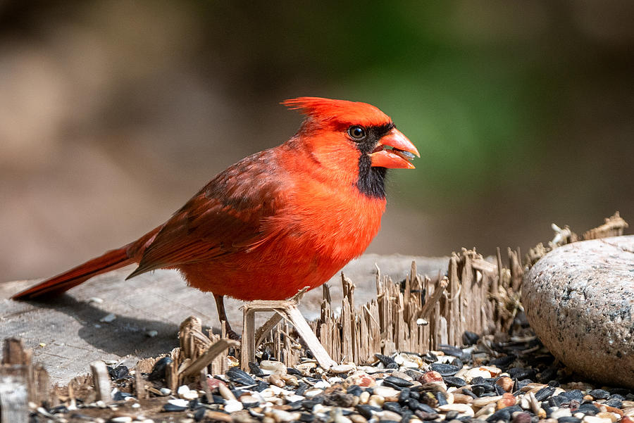 Male Cardinal at the Feeder Photograph by Mike Mcquade