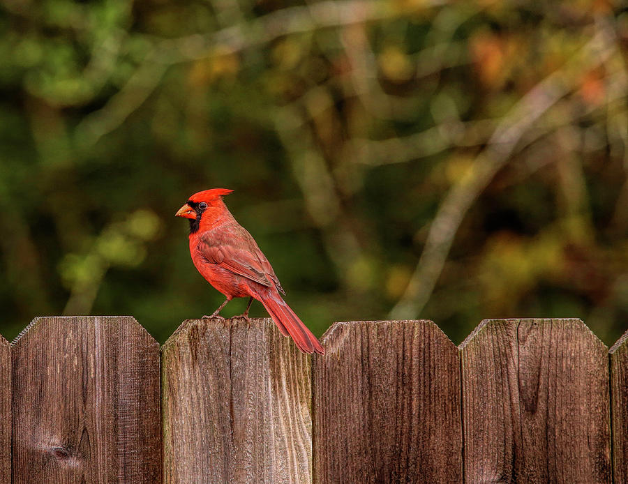 Male Cardinal Backyard Visitor Photograph by Judy Vincent