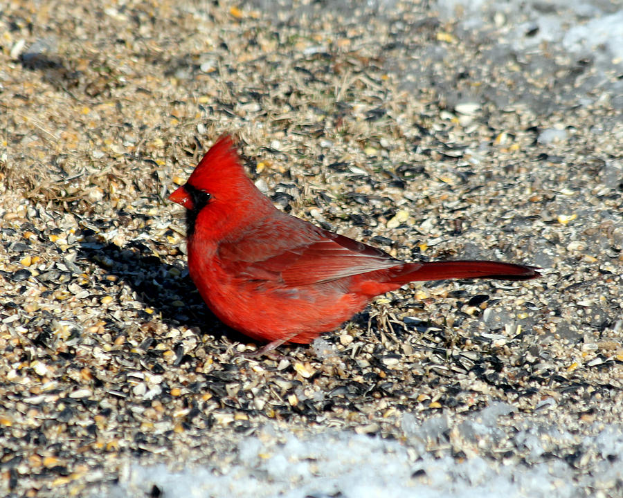 Male Cardinal below the feeder Photograph by George Jones