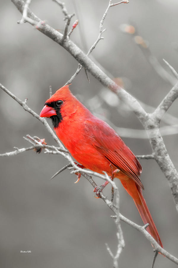 Male Cardinal Bird Photograph by Christina Rollo