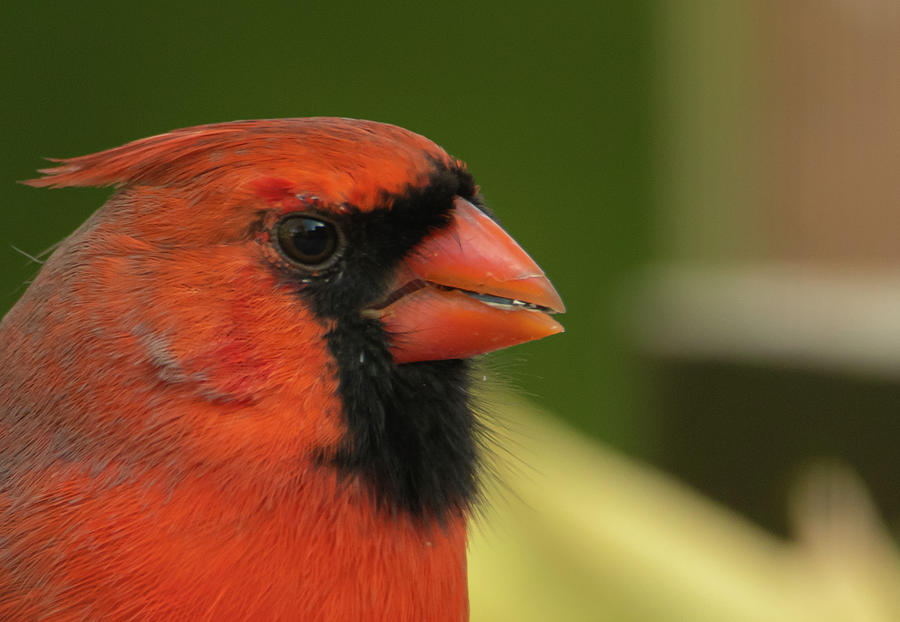 Male Cardinal Close up Photograph by Sandra Js