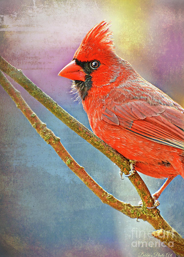 Male Cardinal - Colorful Perch -  New Version Photograph by Debbie Portwood