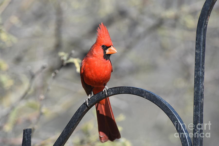 Male Cardinal Photograph by Daniel Hebard