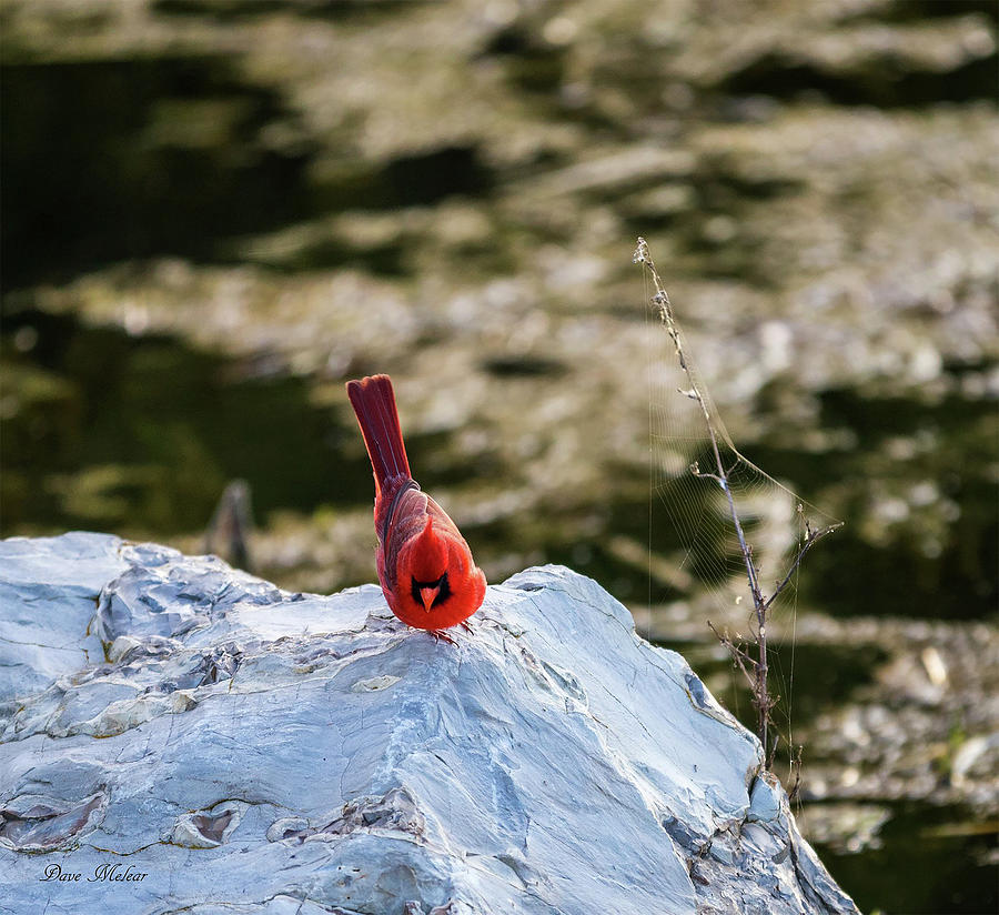 Male Cardinal Photograph by Dave Melear