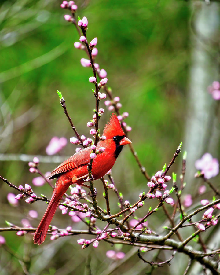 Male Cardinal Early Spring Photograph