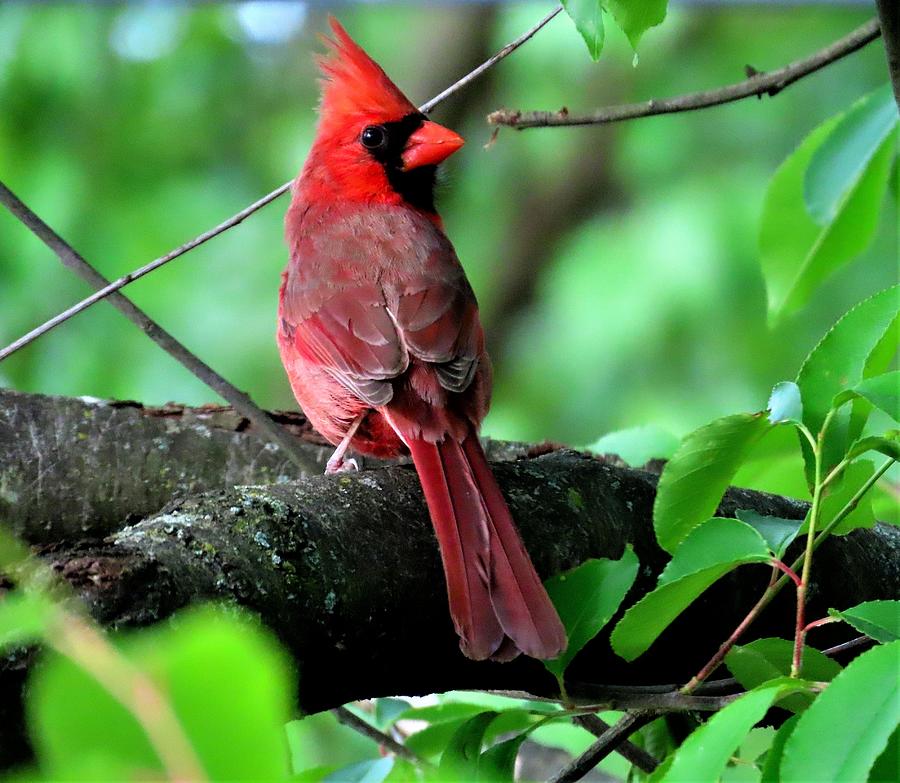 Male Cardinal Glancing Over His Shoulder Photograph by Linda Stern