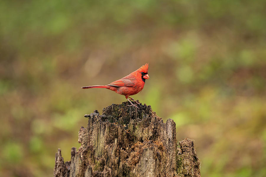 Male Cardinal Hanging Out Photograph by Robert J Wagner