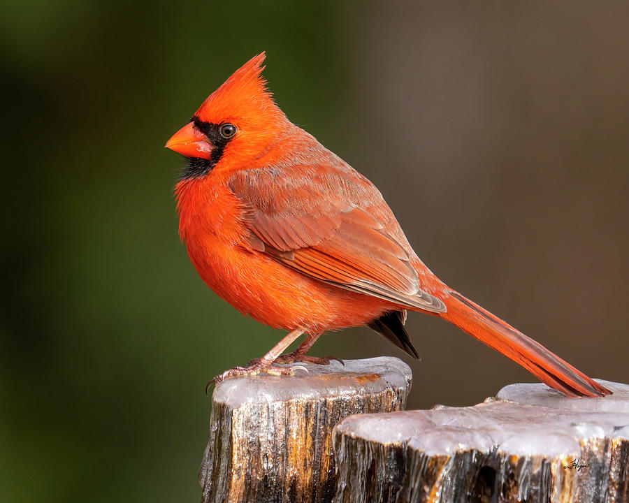 Male Cardinal Ice Skating Photograph by David Joan Hagan - Fine Art America