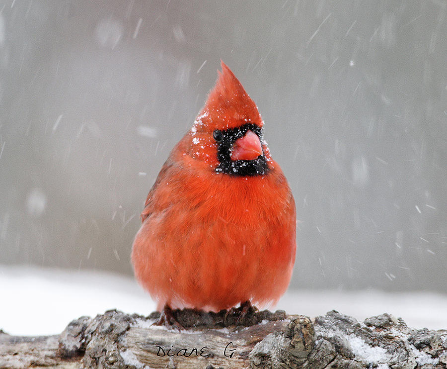 Male Cardinal in a blizzard Photograph by Diane Giurco