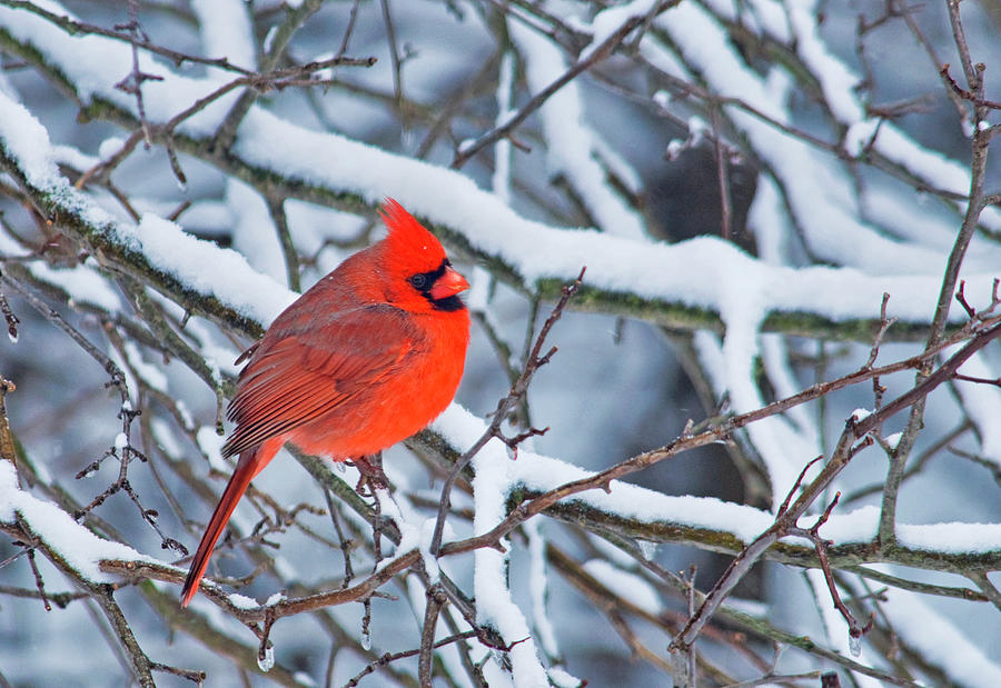 Male Cardinal in a Winter Storm Photograph by Gerald DeBoer