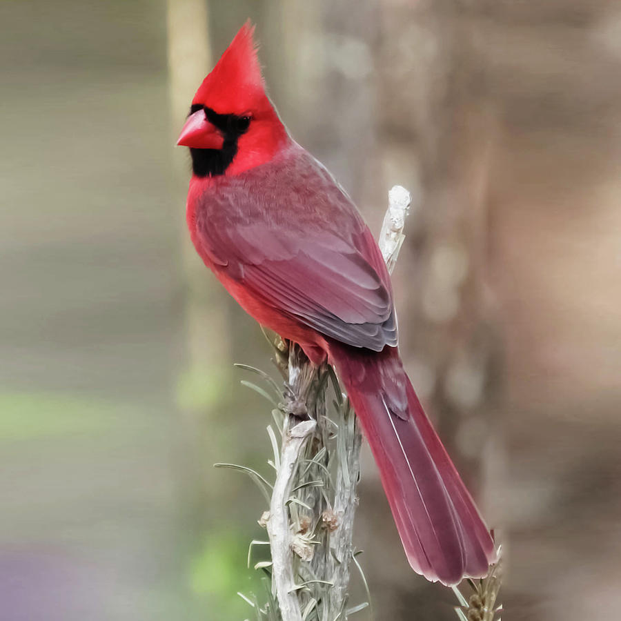 Male Cardinal in my backyard Photograph by Wendy Frankton - Pixels