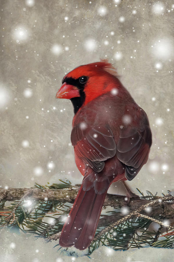 Male Cardinal in Snow #1 Photograph by Patti Deters