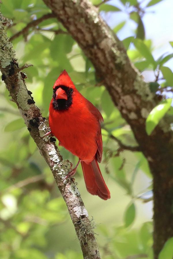 Male Cardinal In Spring Photograph By Jenny Hanna 