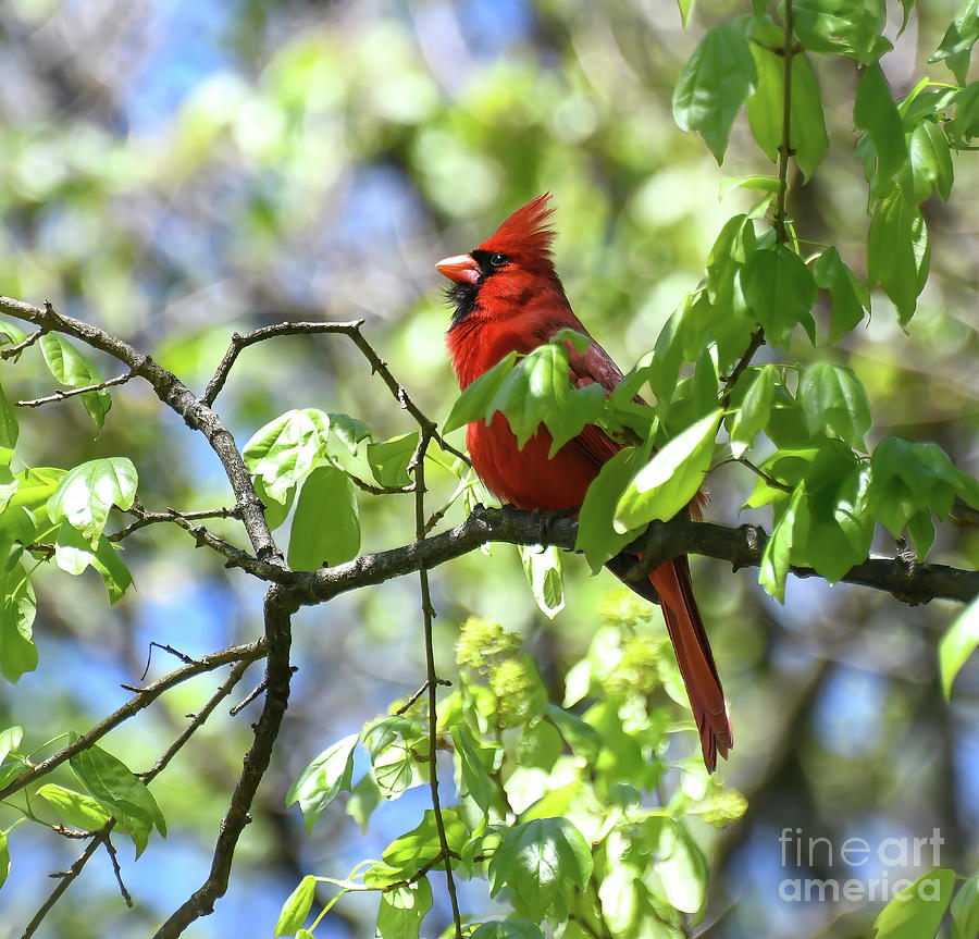 Male Cardinal in Spring Leaves Photograph by Kerri Farley