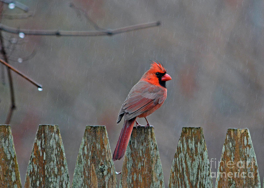 Male Cardinal in the Rain Photograph by Dianne Morgado