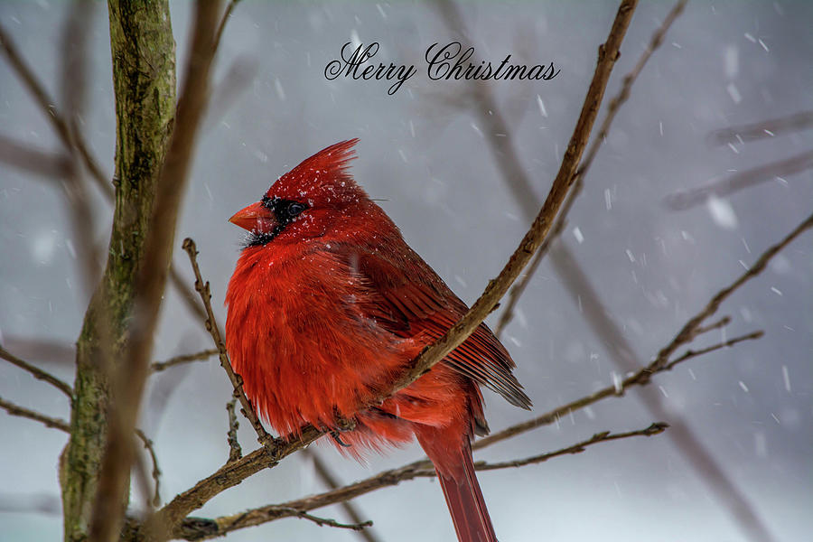 Male Cardinal in the Snow 2 Photograph by Linda Segerson