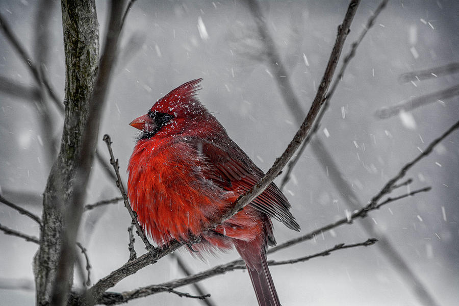 Male Cardinal in the Snow 3 Digital Art by Linda Segerson