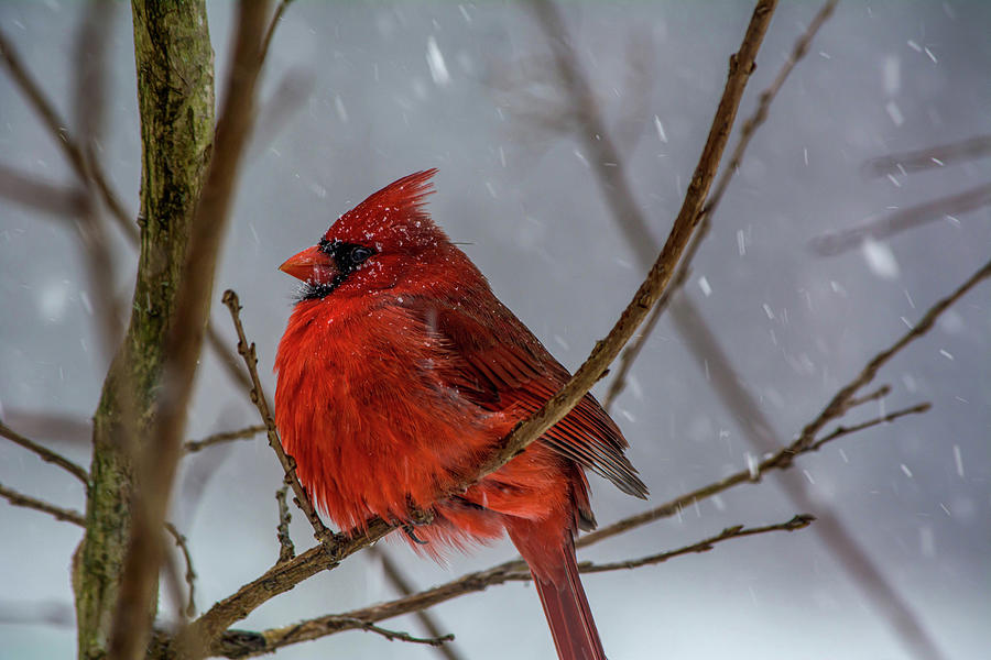 Male Cardinal in the Snow Photograph by Linda Segerson