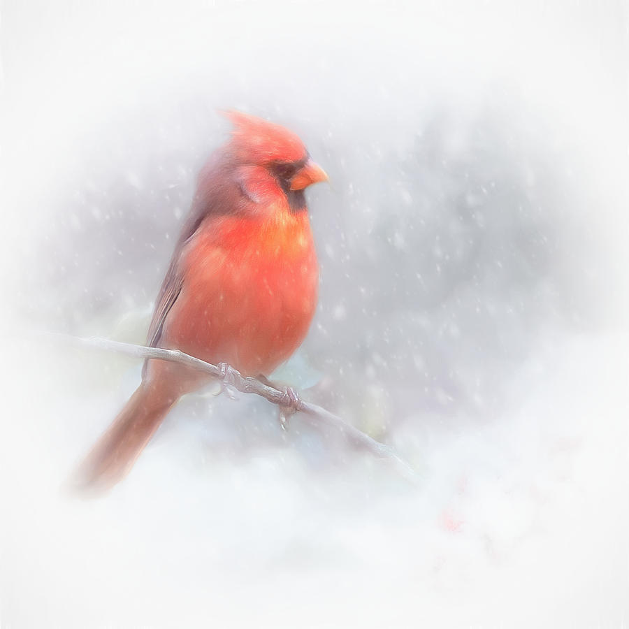 Male Cardinal in the Snow Photograph by Marjorie Whitley