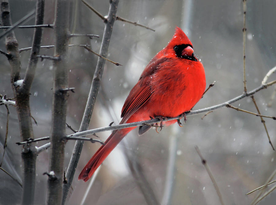 Cardinal Photograph - Male Cardinal In Winter by Sandi OReilly