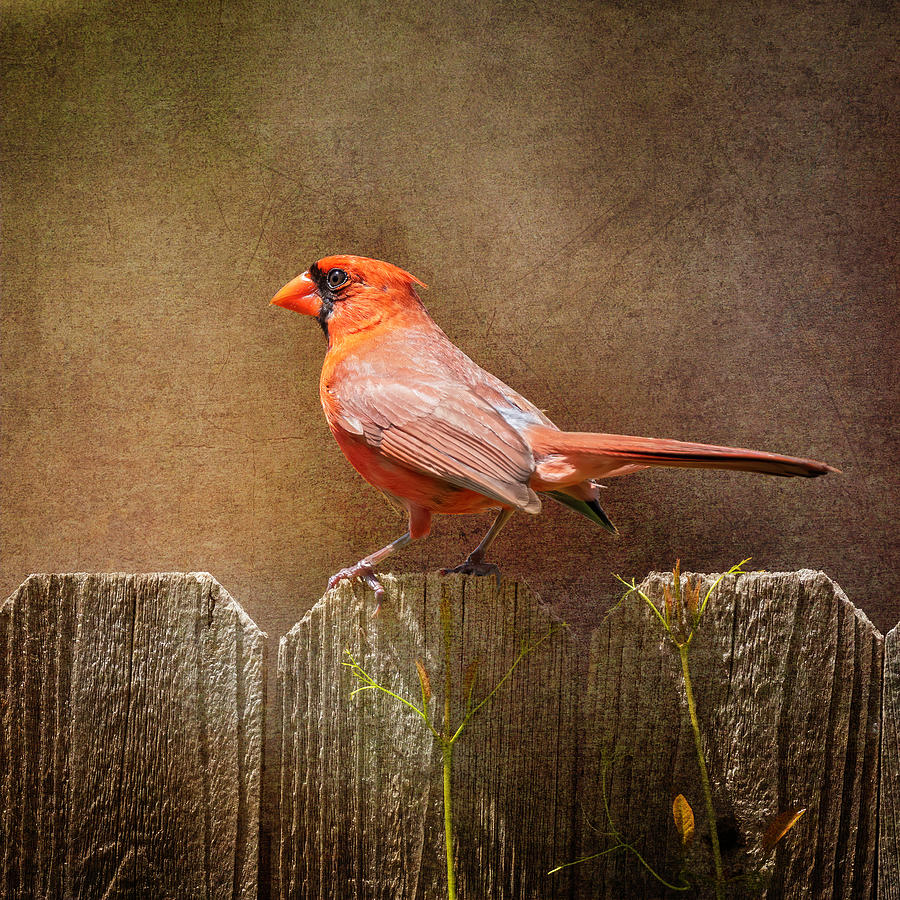 Male Cardinal Photograph by Joan Carroll