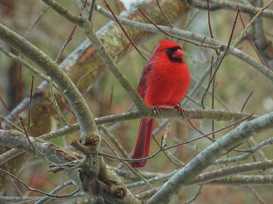 Male Cardinal Photograph by Joe Duket