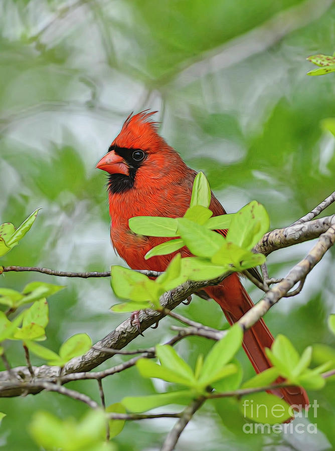 Male Cardinal Photograph by Kathy Baccari