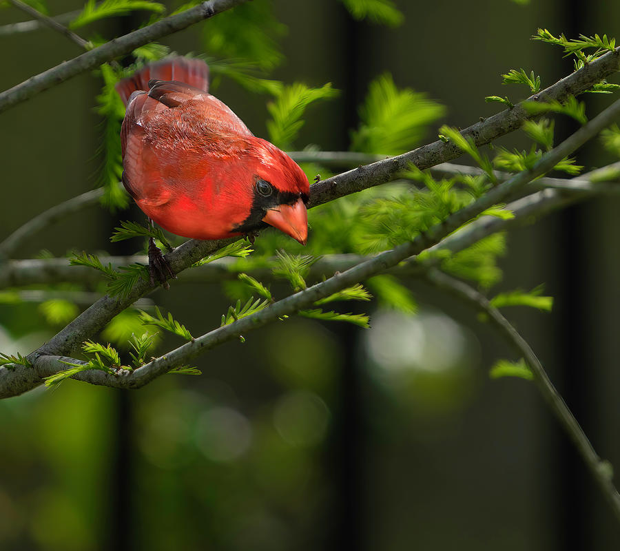 Male Cardinal Photograph by Larry Marshall