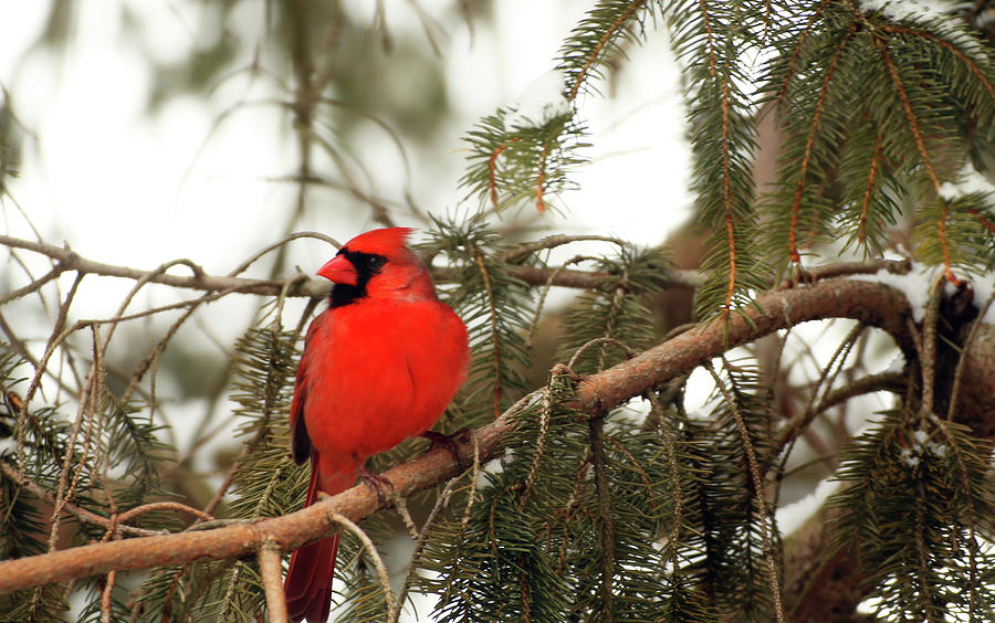 Male Cardinal Photograph by Laurie Lago Rispoli