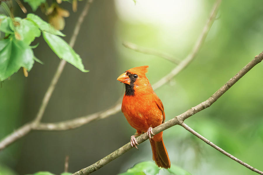 Male Cardinal Light Photograph by Jessica Nelson - Pixels