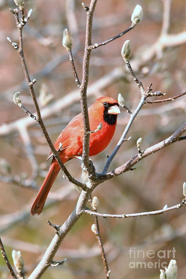 Male Cardinal  Photograph by Lila Fisher-Wenzel