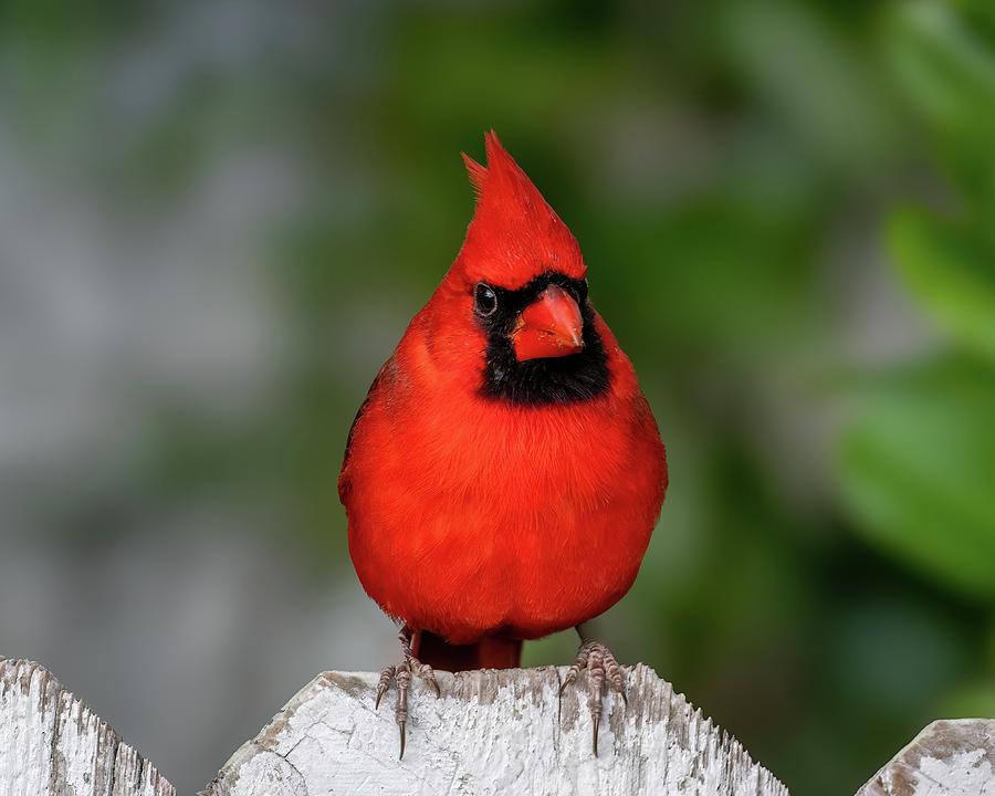 Male Cardinal on a Fence Photograph by Bradford Martin