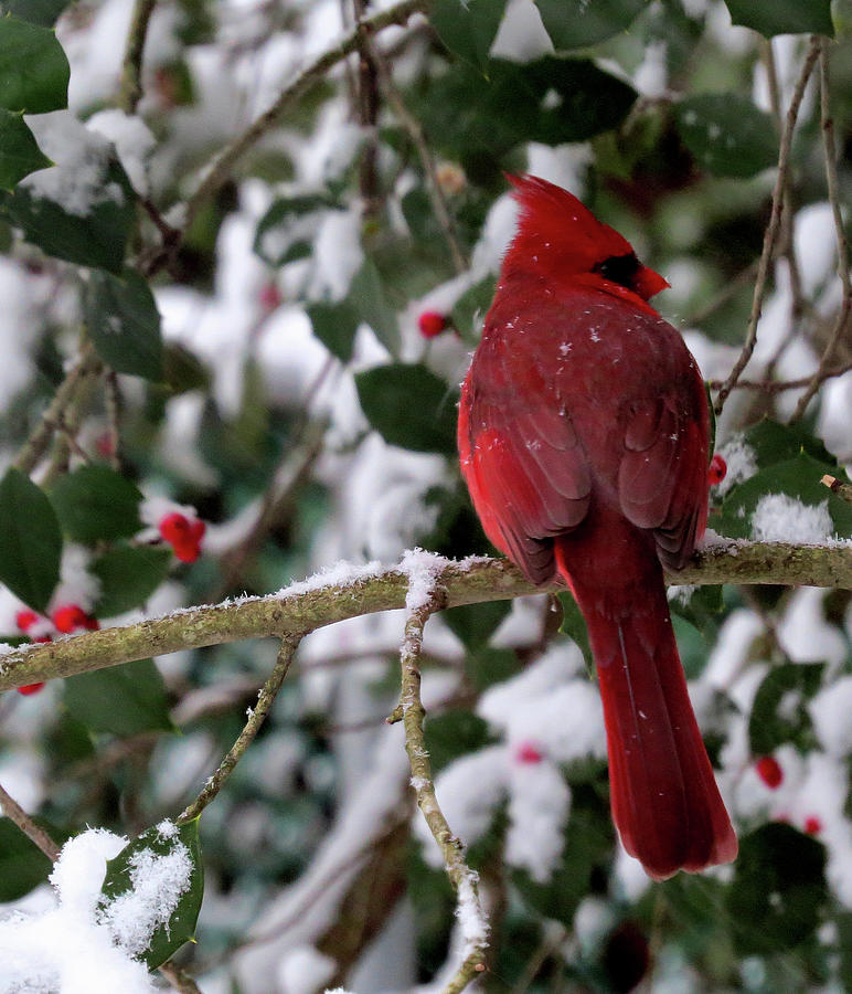 Male Cardinal on a Snowy Day Photograph by Linda Stern