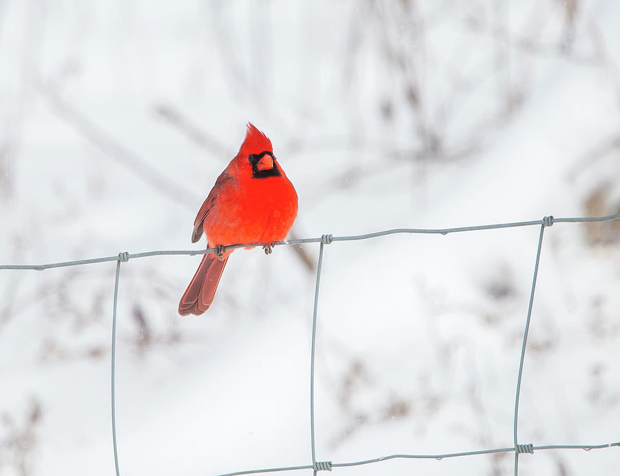 Male Cardinal on Fence Photograph by Deborah Penland